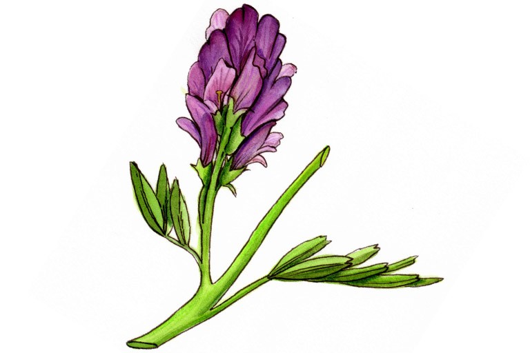 Alfalfa001_3x2