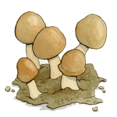 agaricus